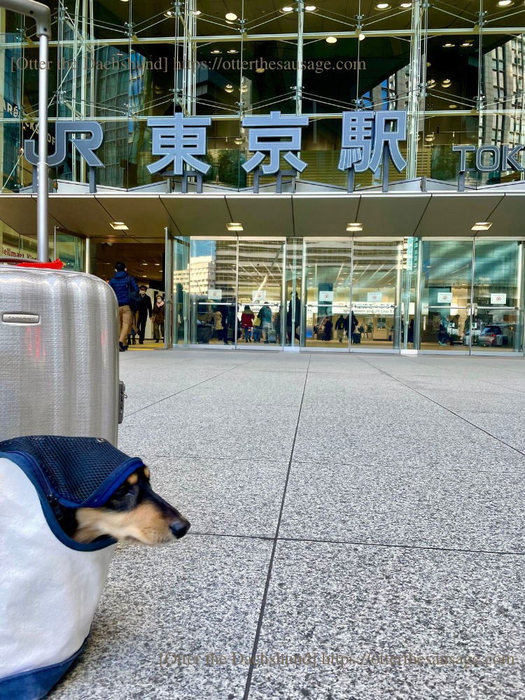 photo_犬と旅行_犬連れ旅行_travel tips for riding on the bullet train with dogs_Otter the Dachshund_犬連れ新幹線の乗り方完全マニュアル_カニンヘンダックス_オッター_東京駅_free stitchキャリーバッグ
